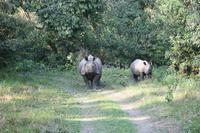 Nashörner im Chitwan-Nationalpark