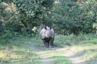 Nashörner im Chitwan-Nationalpark