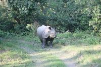 Nashörner im Chitwan-Nationalpark