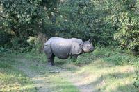 Nashörner im Chitwan-Nationalpark