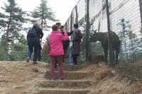 Takin - das Nationaltier Bhutans