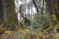 Wanderung auf dem Dochula Nature Trail
