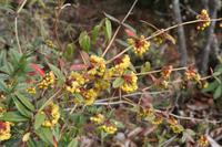 Wanderung auf dem Dochula Nature Trail