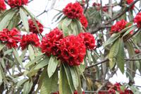 Wanderung auf dem Dochula Nature Trail