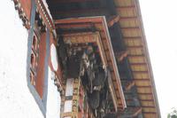 Riesige Wespennester