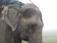 Elefantenritt im Chitwan