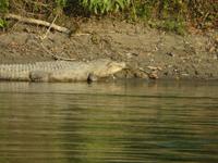 Krokodil im Chitwan