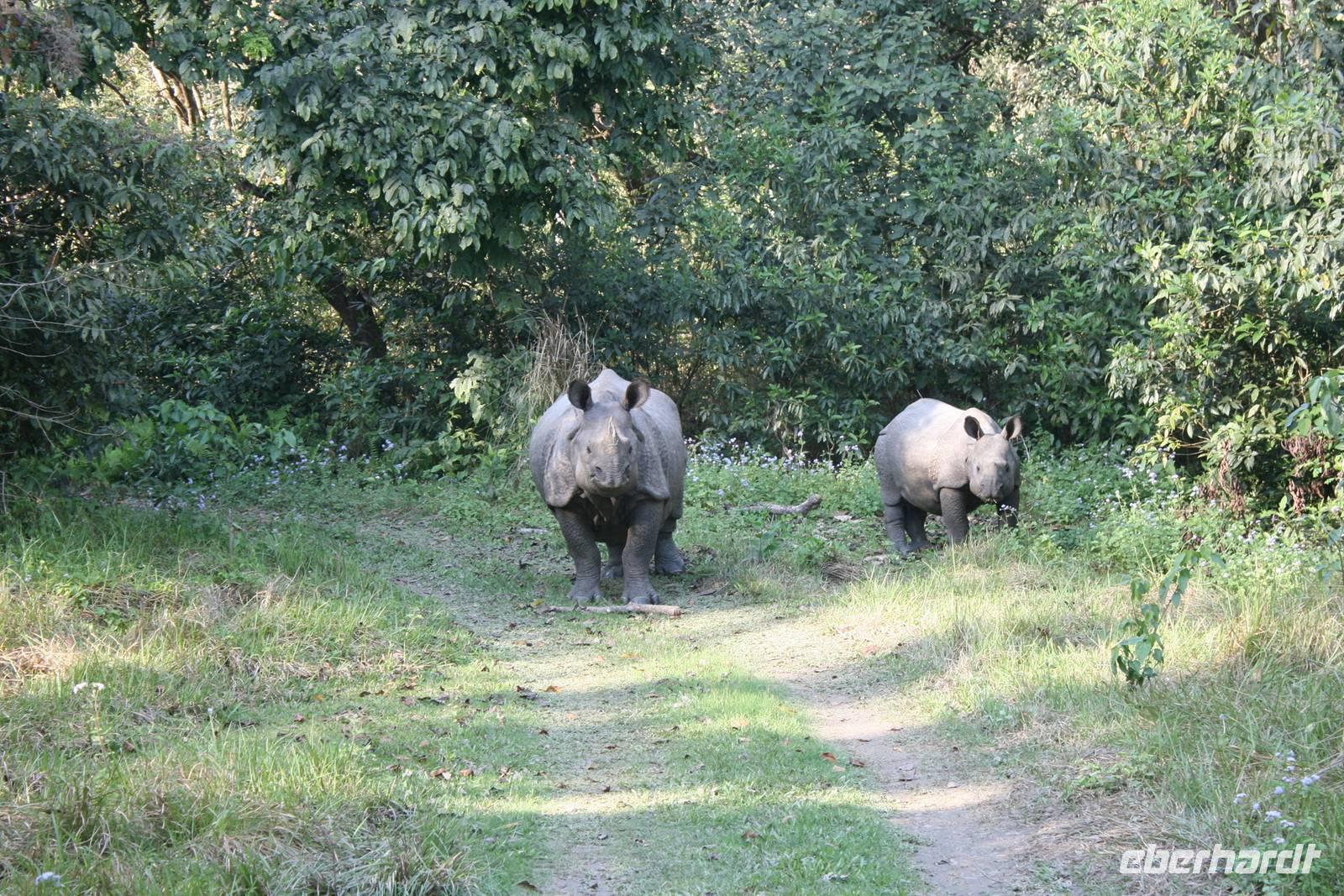 Nashörner im Chitwan-Nationalpark