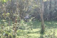 Nashorn im Chitwan-Nationalpark