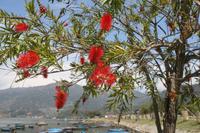 Phewa See