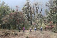 Wanderung auf dem Dochula Nature Trail