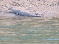 im Chitwan NP