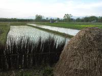 abendlicher Spaziergang durch ein Tharu-Dorf