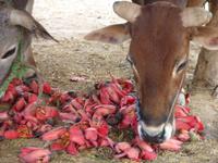 abendlicher Spaziergang durch ein Tharu-Dorf