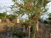 abendlicher Spaziergang durch ein Tharu-Dorf