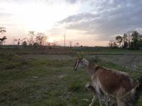abendlicher Spaziergang durch ein Tharu-Dorf