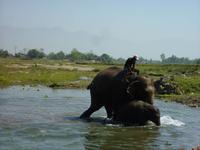 Elefantenbad