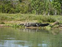 Bootsfahrt im Chitwan NP