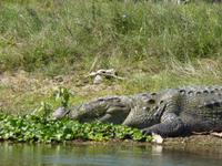 Bootsfahrt im Chitwan NP