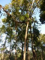 Wanderung im Chitwan NP