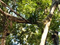 Wanderung im Chitwan NP