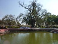 Lumbini-Garden