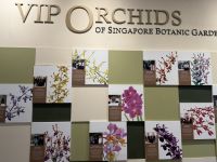 Orchideengarten Singapur