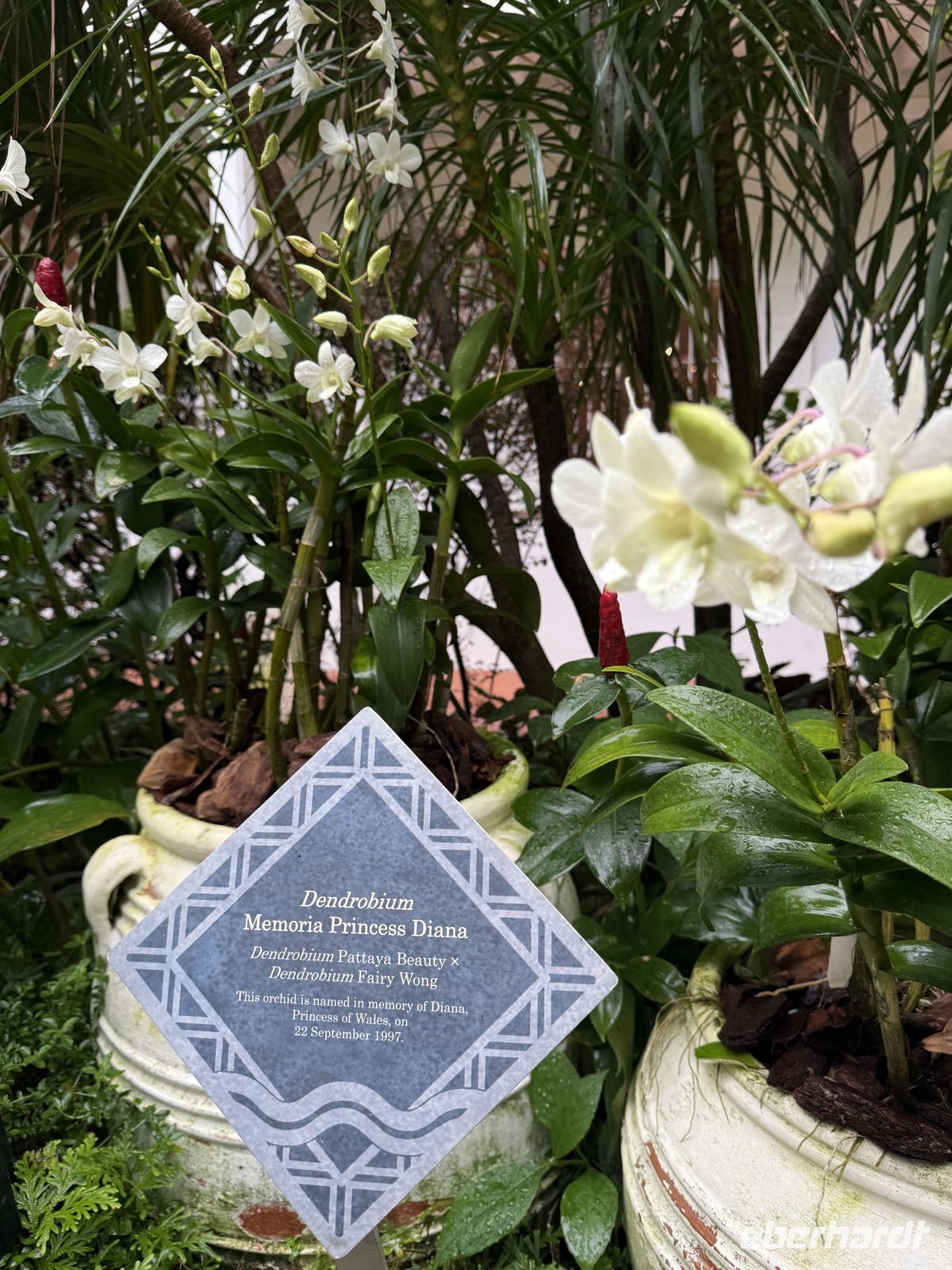 Orchideengarten Singapur