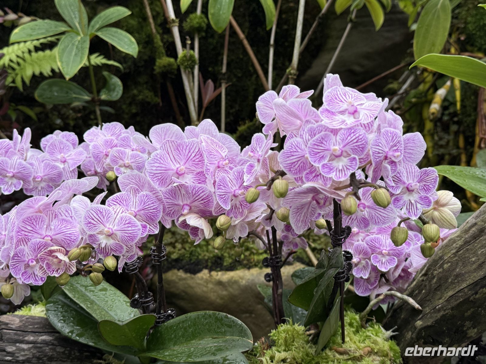 Orchideengarten Singapur