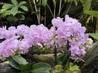 Orchideengarten Singapur