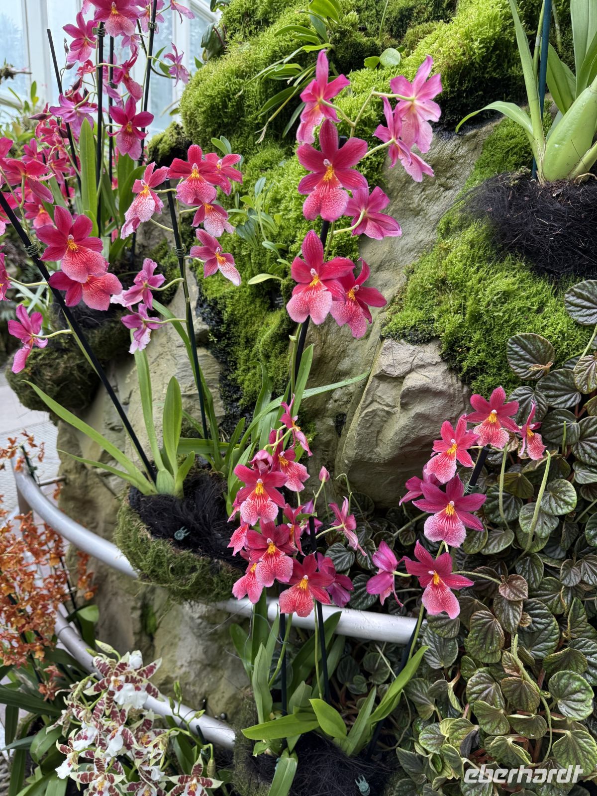 Orchideengarten Singapur