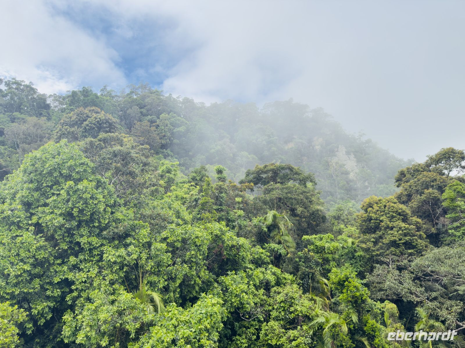 Regenwald Kuranda