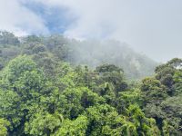 Regenwald Kuranda