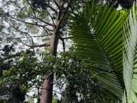Regenwald Kuranda