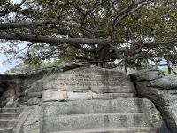 Mrs. Macquaries Chair Sydney