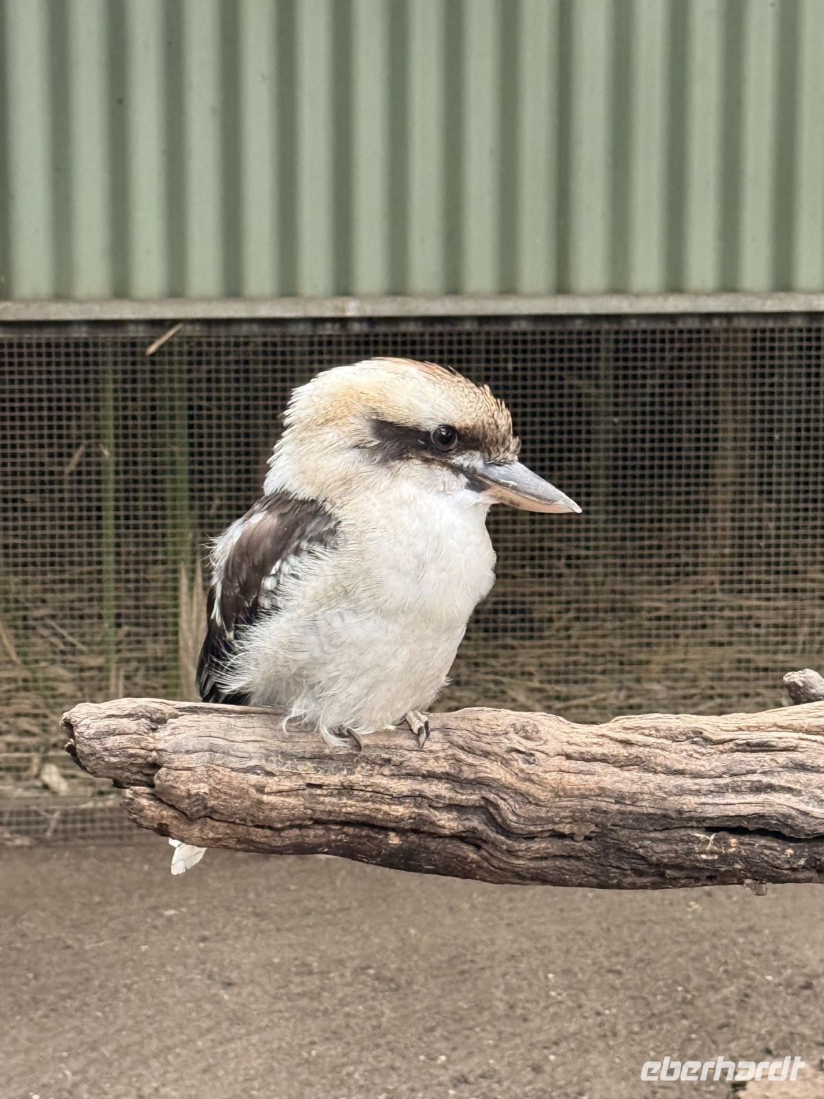Ausflug in den Featherdale Wildlife Park