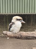Ausflug in den Featherdale Wildlife Park