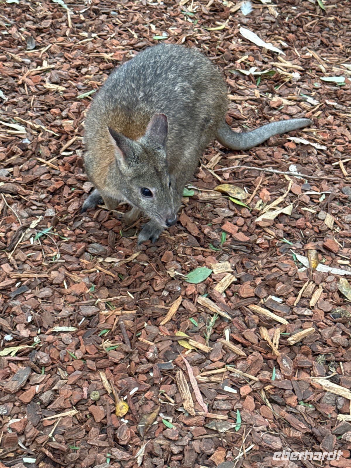 Wallaby im Featherdale Wildlife Park