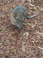 Wallaby im Featherdale Wildlife Park
