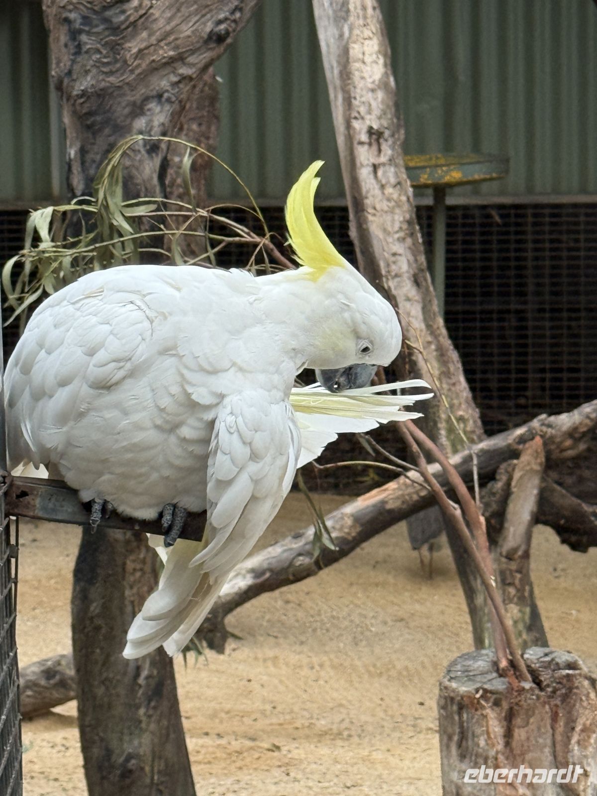Kakadu im Featherdale Wildlife Park