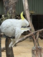Kakadu im Featherdale Wildlife Park
