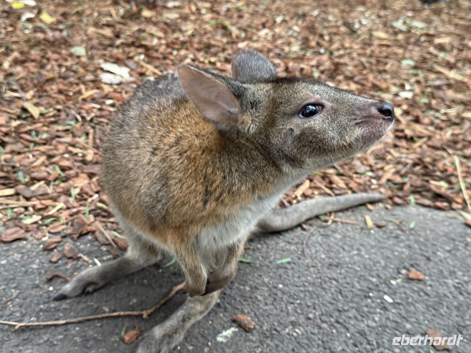 Wallaby im Featherdale Wildlife Park