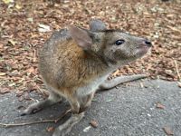 Wallaby im Featherdale Wildlife Park