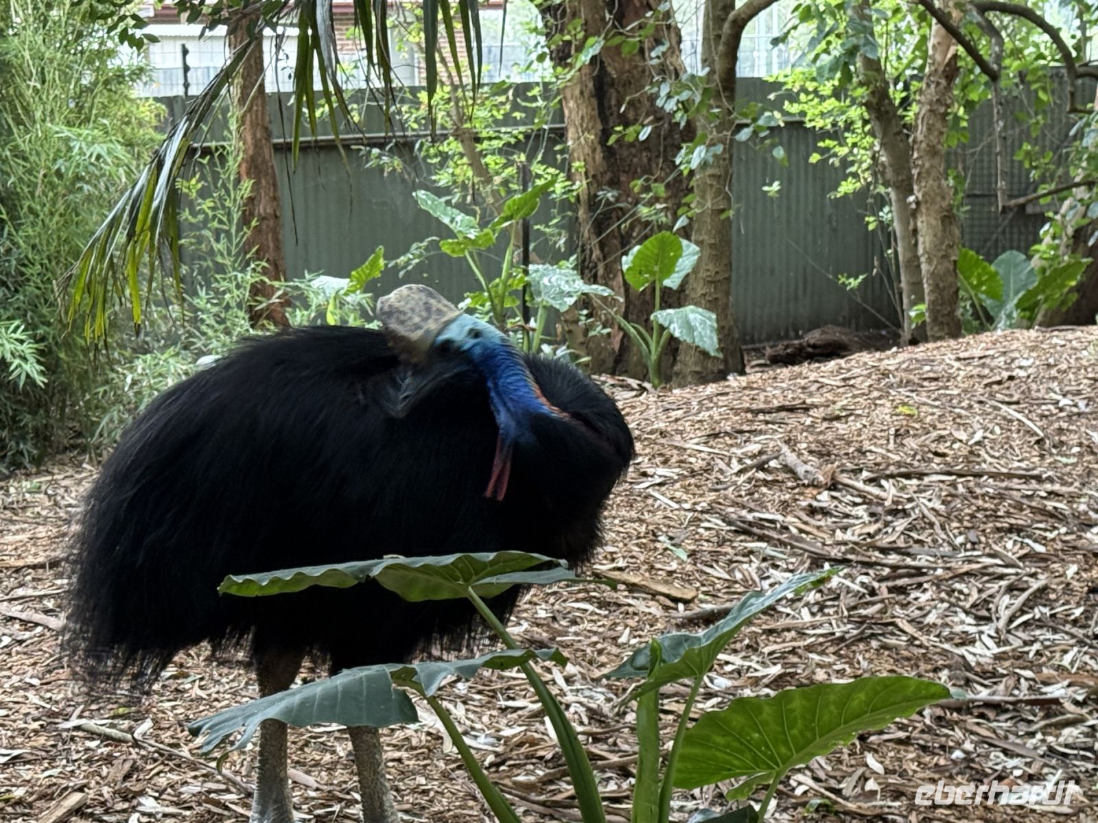 Helmkasuar im Featherdale Wildlife Park