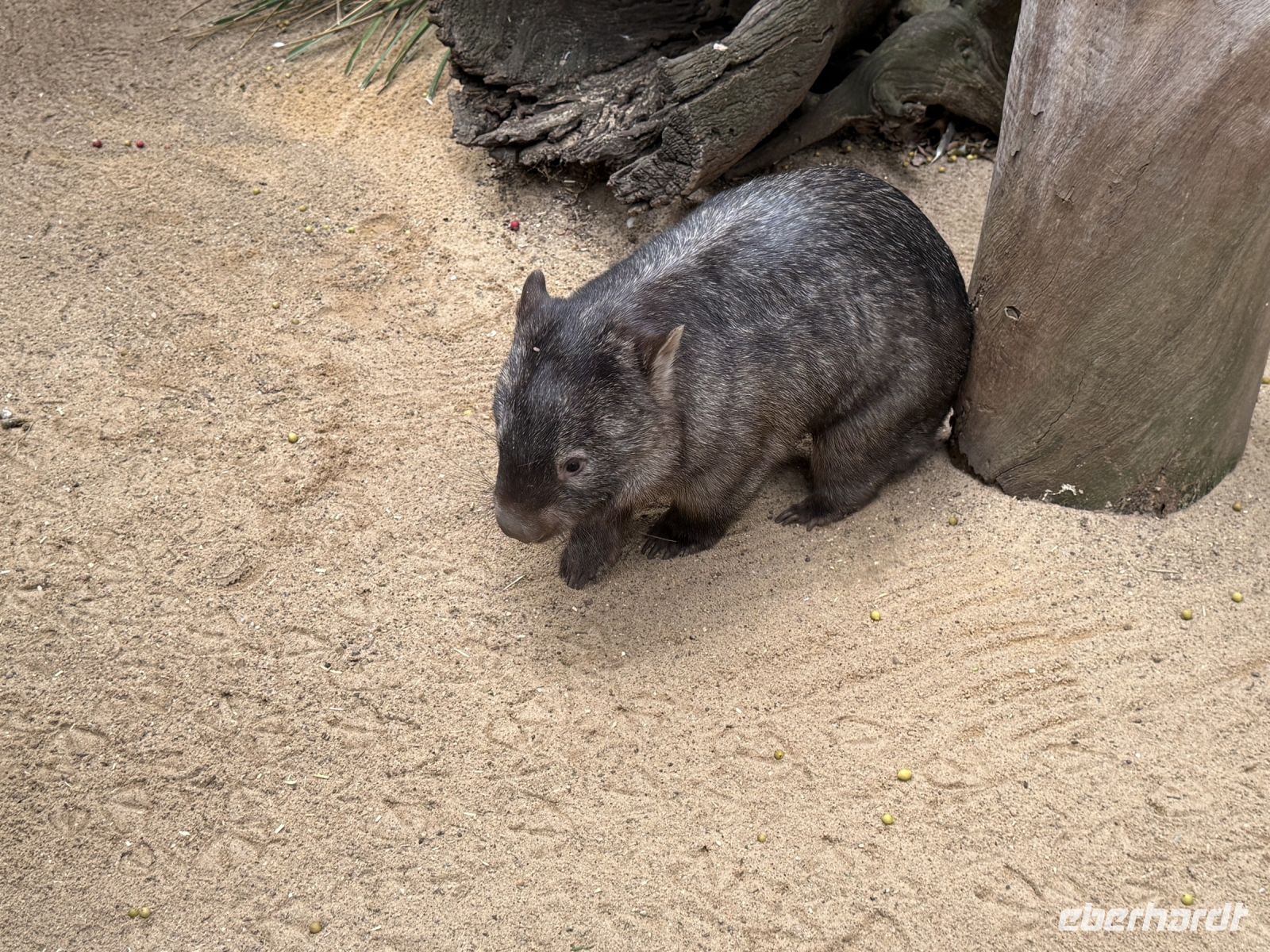 Wombat im Featherdale Wildlife Park