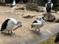 Pelikan im Featherdale Wildlife Park