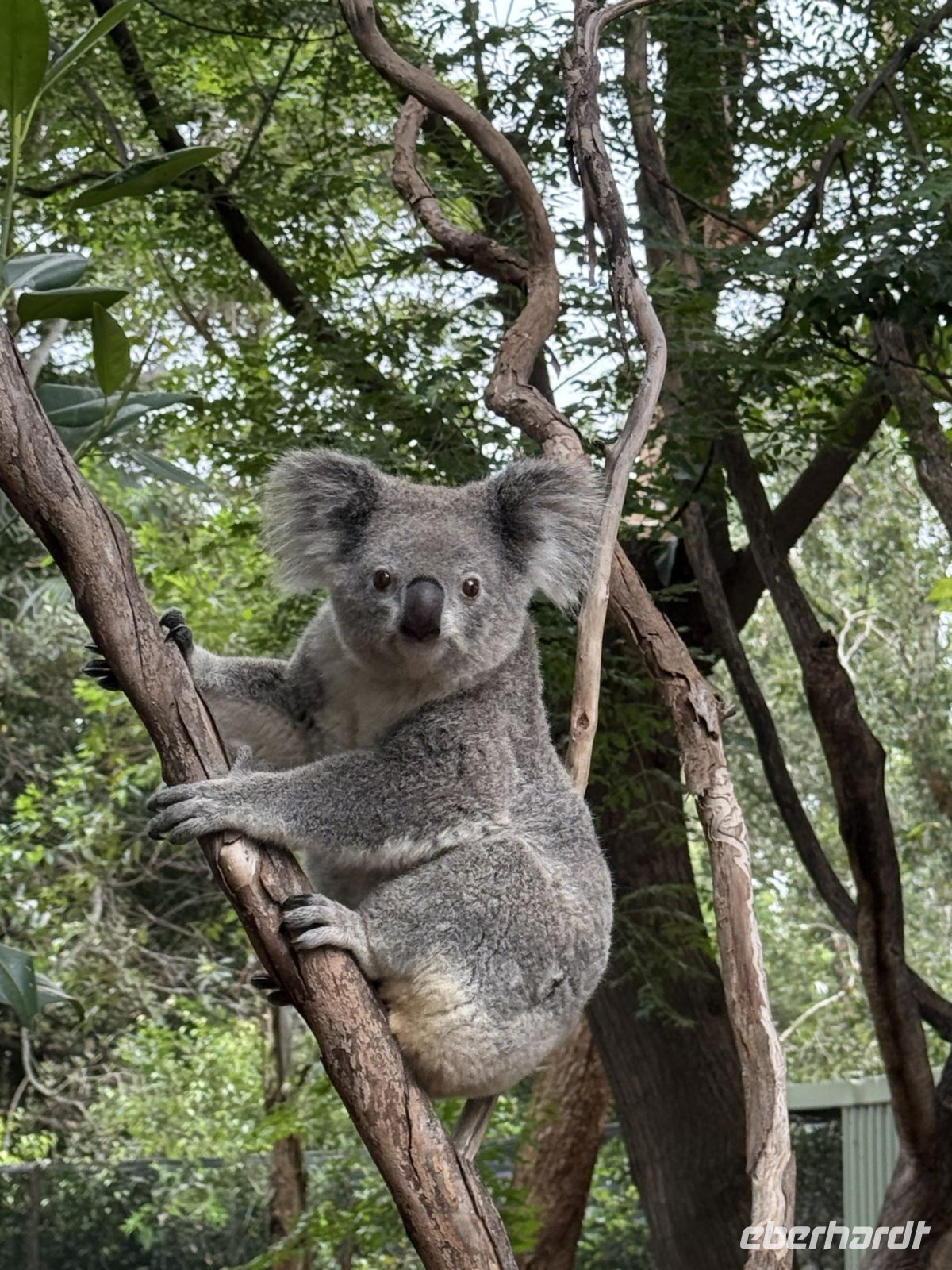 Koala im Featherdale Wildlife Park