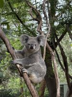Koala im Featherdale Wildlife Park