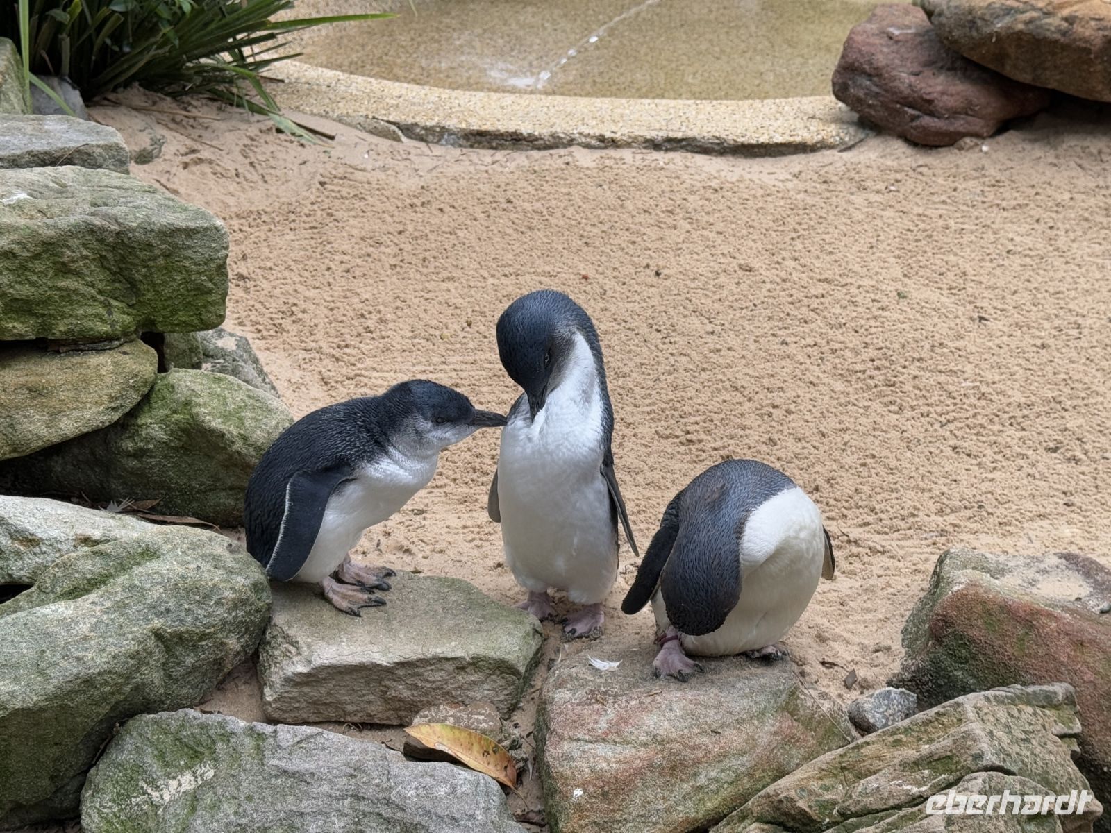 Pinguine im Featherdale Wildlife Park
