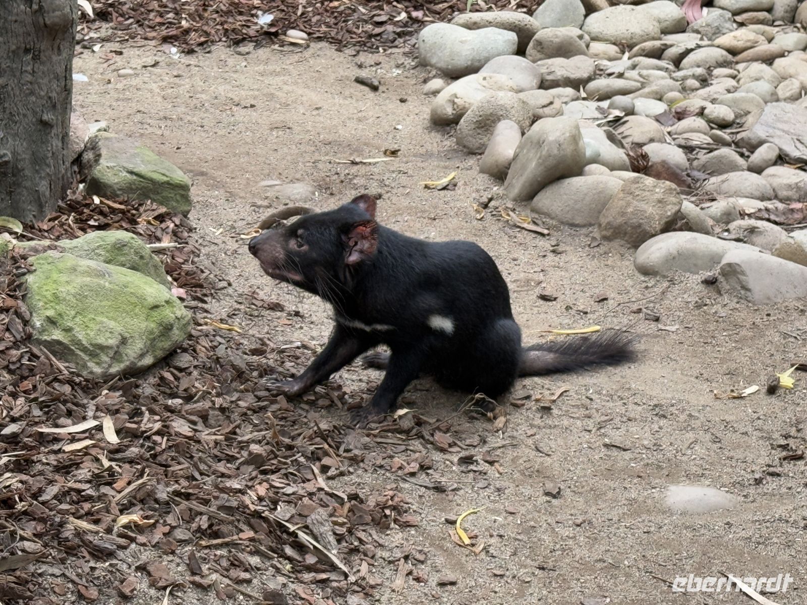 Tansanischer Teufel im Featherdale Wildlife Park